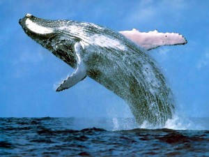 humpback_whale